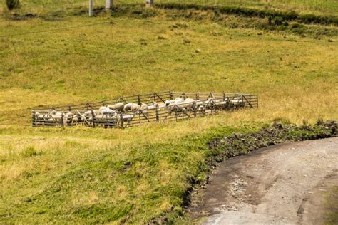 Sheep In A Corral Stock Image Image Of Falklands Farming 51067423