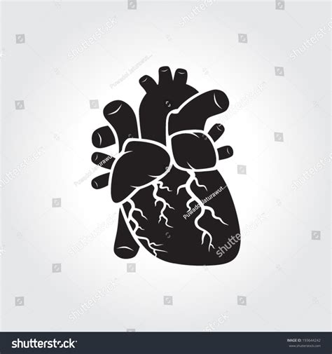 Anatomy Heart Stock Vector Royalty Free 193644242 Shutterstock