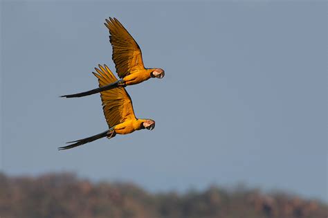 Blue and Yellow Macaws | Sean Crane Photography