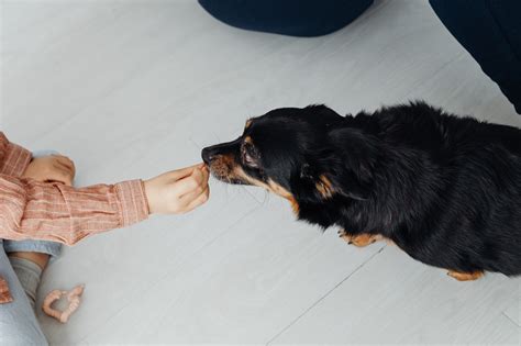 Lancashire Heeler wszystko co musisz wiedzieć o tej rasie Petsy