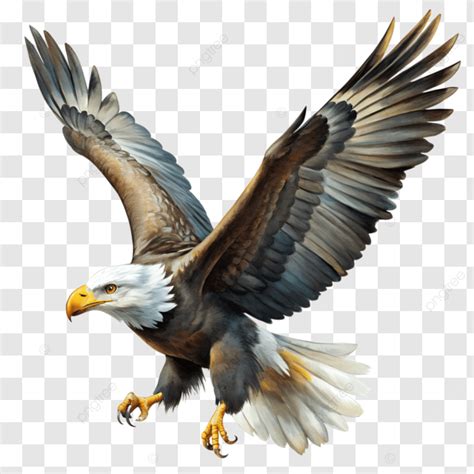 Bald Eagle In Flight Png Vector Psd And Clipart With Transparent