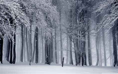 4k Winter Trees Wallpapers - Wallpaper Cave