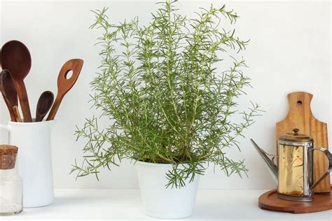 Rosemary: Indoor Plant Care & Growing Guide