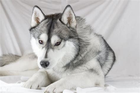 Color Blanco Y Negro Del Perro Precioso Del Husky Siberiano Con Los