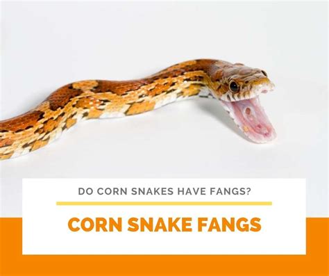 Do Corn Snakes have Fangs?