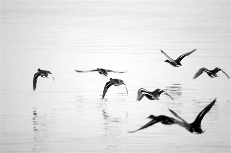 Free Images Water Nature Silhouette Wing Black And White Seabird