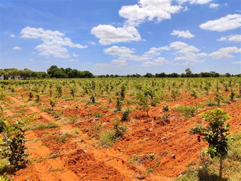 Best Red Sandalwood Plantation Farms, Vinukonda - Own a Farm