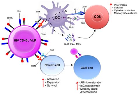 Vaccines Free Full Text Dna Mva Vaccines For Hiv Aids