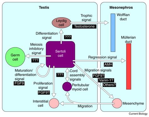 Gonad Development Signals For Sex Current Biology