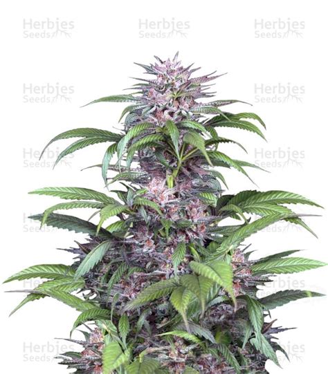 Buy Quick Kush Feminized Seeds By Dinafem Seeds Herbies Seeds