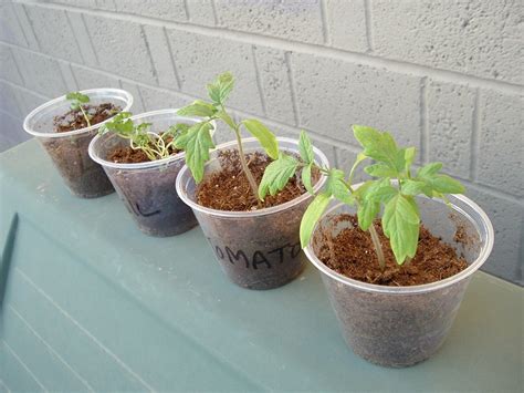 How To Grow Tomatoes From Seed Indoors - PHOENIX VOYAGE