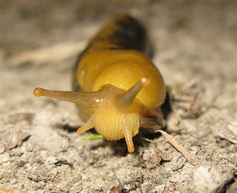 Pacific Banana Slug Close Up Of Pacific Banana Slugs Face Natalie