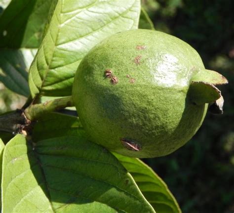 Echte Guave Baum Frucht grün Psidium guajava Galerie Album Bilder Fotos