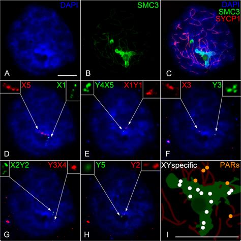 Sequential Sex Chromosome Specific Immuno Fish On A Platypus Stage G