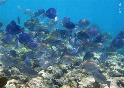 Snorkeling in Galley Bay, Antigua | Snorkeling in Antigua and Barbuda