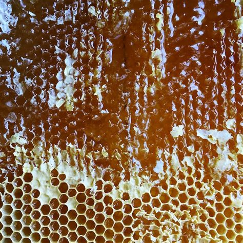 Premium Photo | Honeycomb from bee hive filled