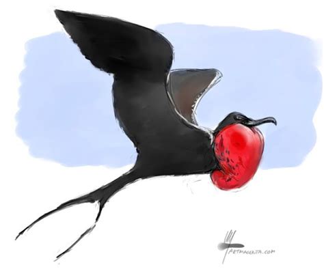 Magnificent Frigatebird Frigatebird Birds Painting Bird Drawings