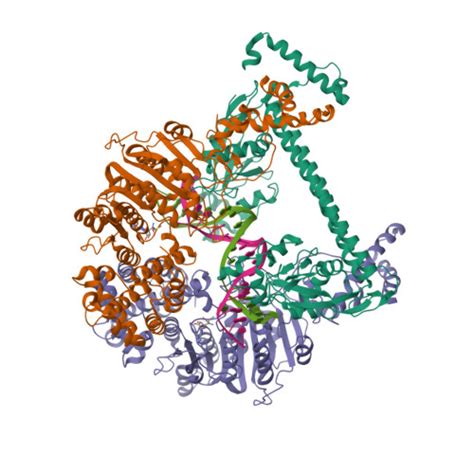 Rcsb Pdb Y H Atomic Model Of The Dna Bound Methylase Complex From