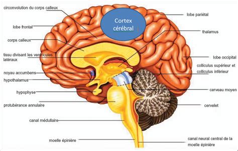 Afficher Limage Dorigine Schéma Du Cerveau Anatomie Du Cerveau