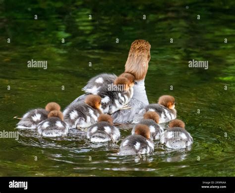 A Female Goosander Mergus Merganser With A Brood Of Ducklings Riding