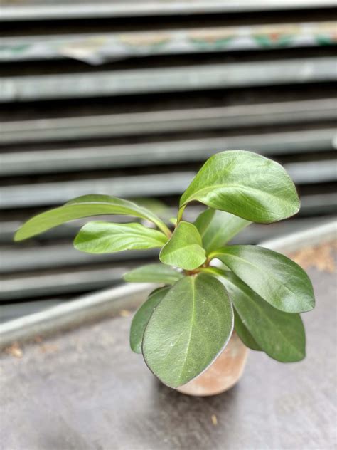 Peperomia Obtusifolia Red Margin Jungle Boogie