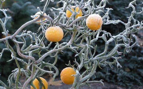 Flying Dragon Hardy Orange Poncirus Trifoliata 1 Gallon Shrub