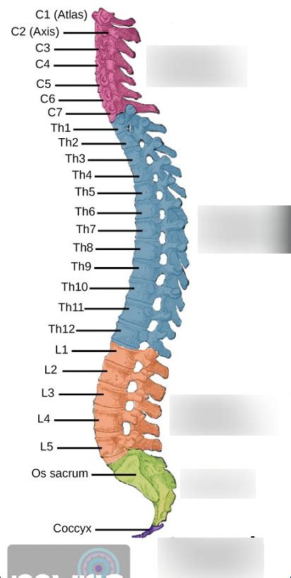 Spinal Cord Labeling Diagram Quizlet