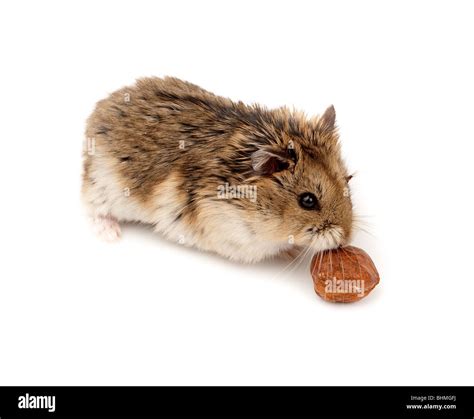 Siberian Hamster Hi Res Stock Photography And Images Alamy
