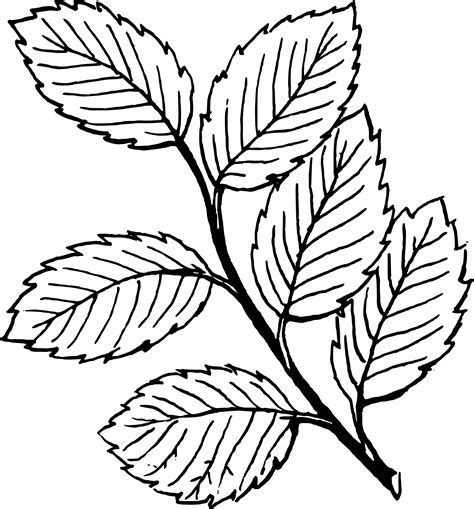 Fall Leaves Clip Art Black And White - Cliparts.co