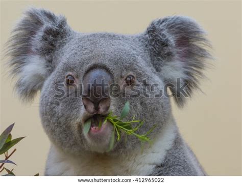 26 Koala Deforestation Images, Stock Photos & Vectors | Shutterstock