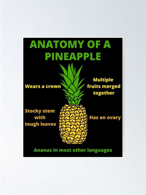 Anatomy Of A Pineapple Poster For Sale By Rockbeedesigns Redbubble