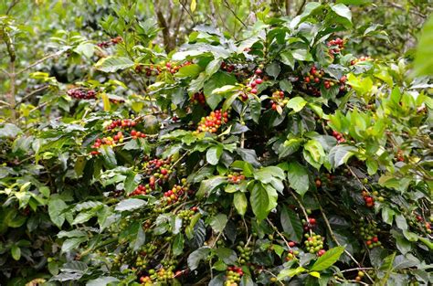 A La Recherche Des Plantations De Café à Bali