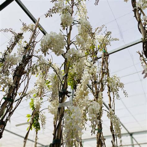 Wisteria Sinensis Glicinia Viveros Pe A Centro Jardiner A