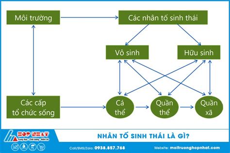 Nhân Tố Sinh Thái Là Gì Tìm Hiểu Chi Tiết Và Ứng Dụng Thực Tiễn