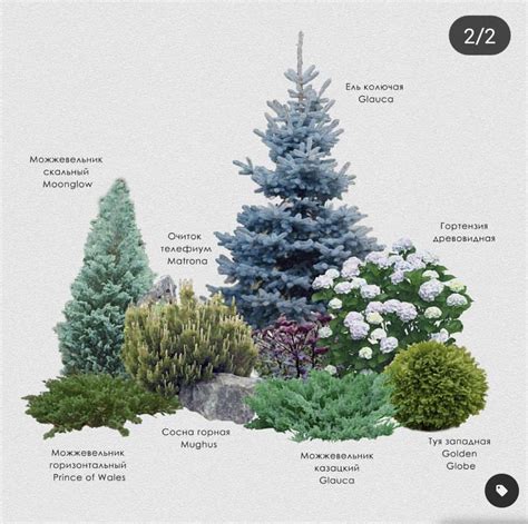 Types Of Trees Evergreens And Shrubs