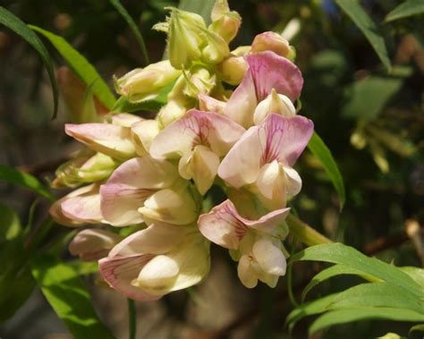 Pacific Pea Lathyrus Vestitus Inaturalist