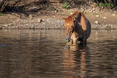 Apricot Orange Dun Wild Horse Mare Wading and Eating Eel Grass Near ...