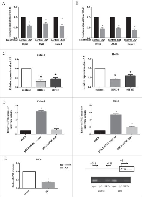 Jq1 Decreased Eif4e Mrna Expression The Promoter Activity And The Download Scientific Diagram