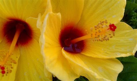 Two Flowers Photograph By Trystan Lively Fine Art America