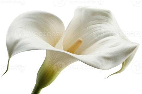 White Calla Lily Flower 48052624 Png