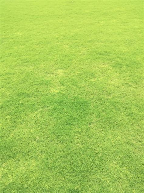 Natural Green Rectangular Selection Grass Lawn At Rs 5 Sq Ft In Nagpur