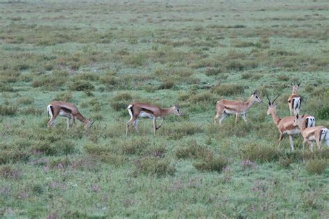 Southern Grant S Gazelle From Bariadi Tanzania On January 31 2022 At