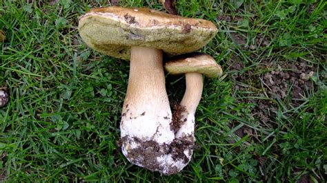 Svježi vrganj – Fresh Boletus from Samobor, Croatia | 9A2GB