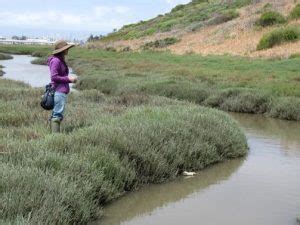 Elkhorn Slough Tidal Marsh Restoration Tpg Online Daily