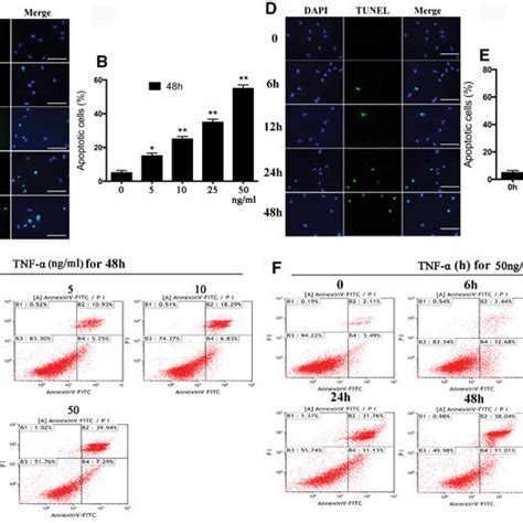 Role Of P Mapk Signaling Pathway In The Increased Apoptosis Of Nscs