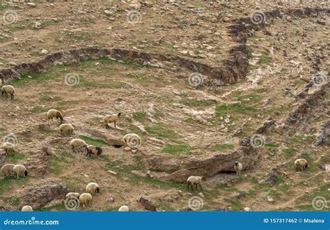 Sheep at Pasture in the Judean Desert, Israel Stock Photo - Image of ...