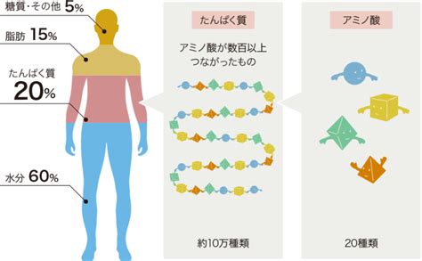 スポーツ時の筋肉痛軽減やパフォーマンスに重要なアミノ酸！正しい理解と活用法！｜アミノ酸スポーツ栄養科学ラボ｜味の素株式会社