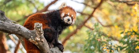 Cute Red Panda Living in a Zoo in Japan with Tree Branch and Ground ...