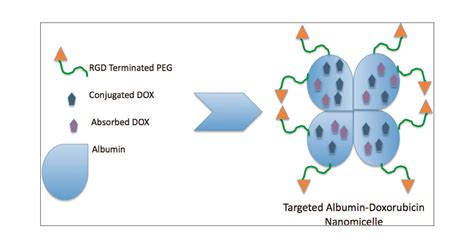 Targeted Albumin Based Nanoparticles For Delivery Of Amphipathic Drugs