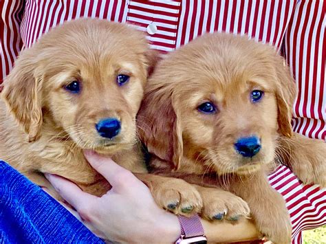 Akc Registered Golden Retriever Puppies 7 Weeks Old